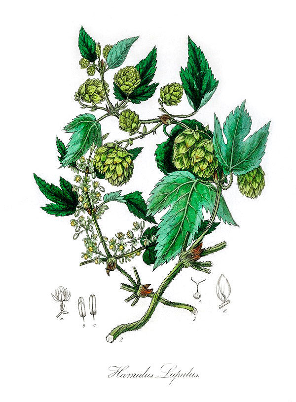 Hops botanical illustration