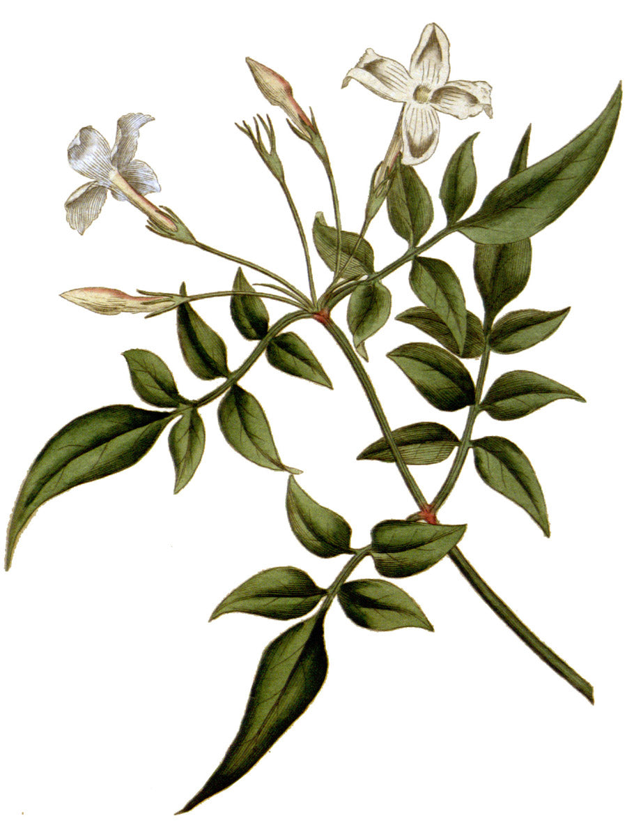 Jasmine botanical illustration