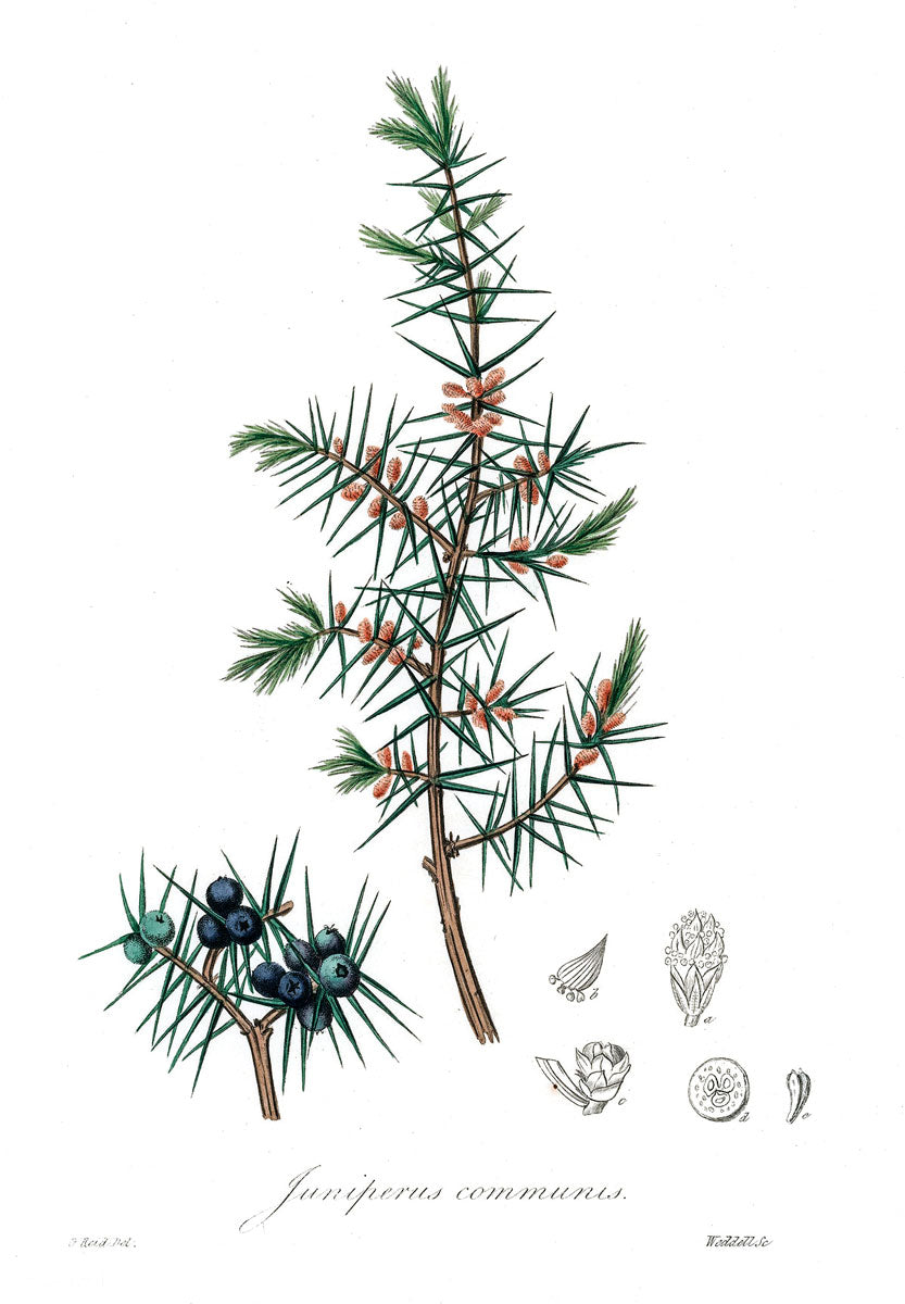 Juniper botanical illustration