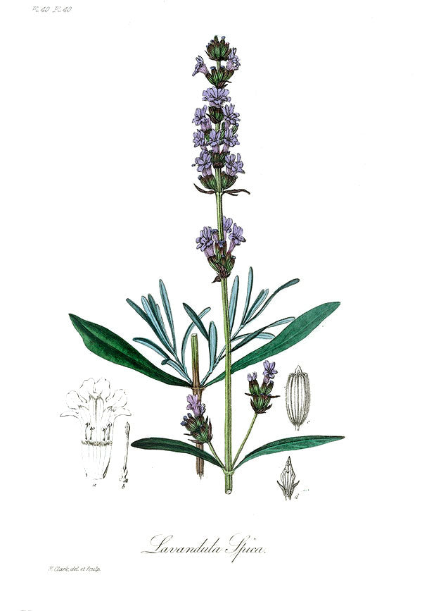 Lavender botanical illustration