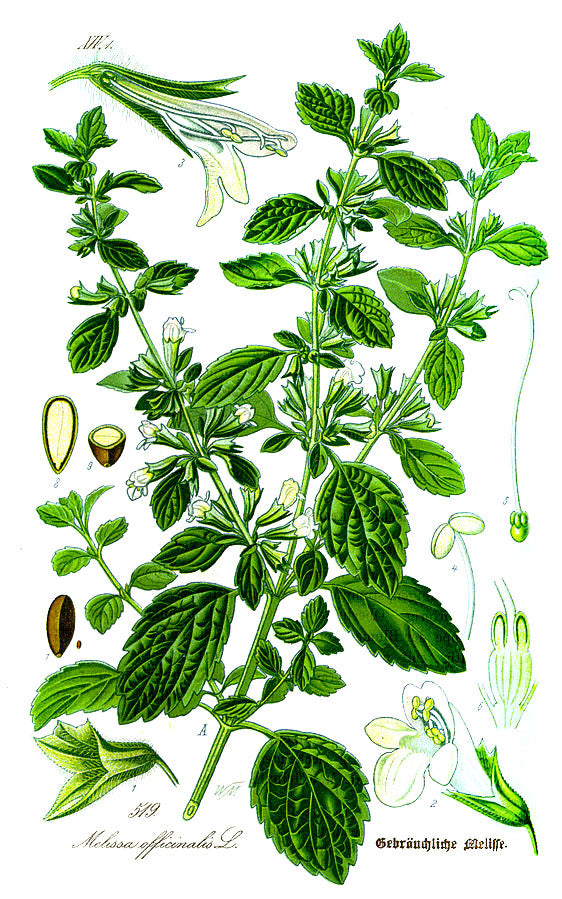 Lemon balm botanical illustration