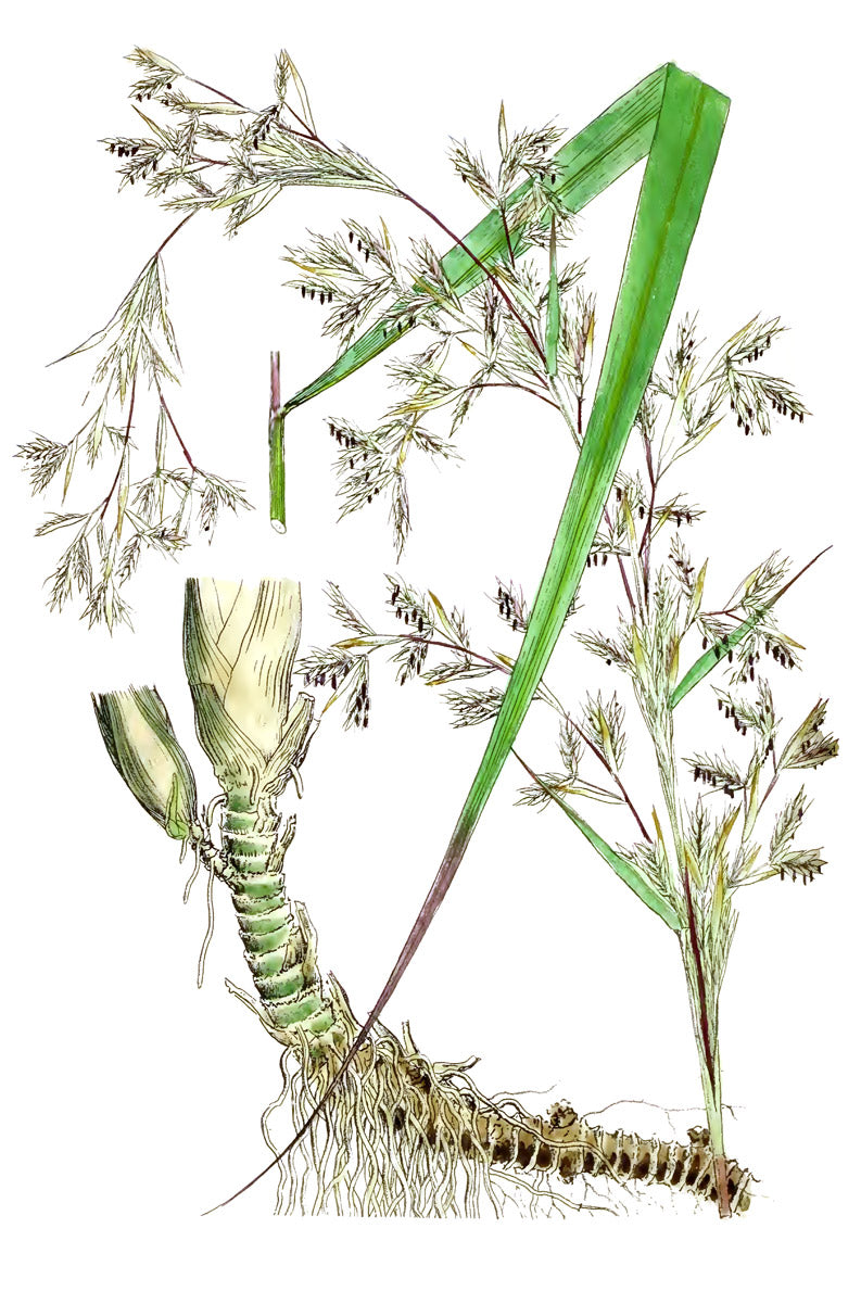 Lemongrass botanical illustration