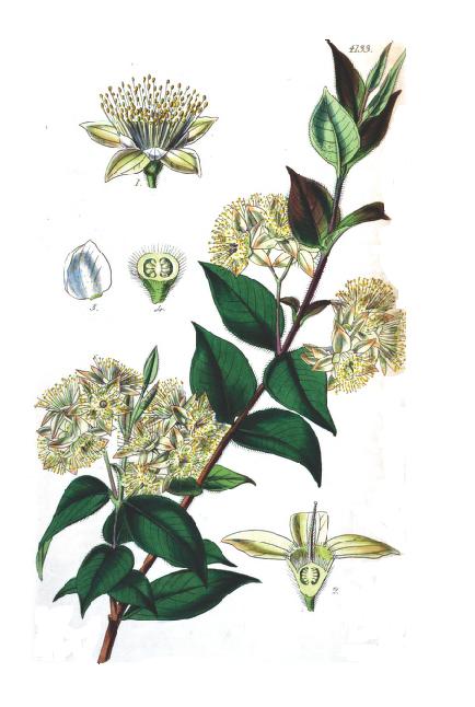 Myrtle botanical illustration