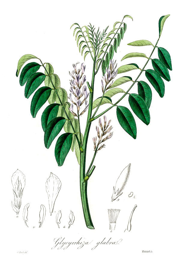 Licorice botanical illustration