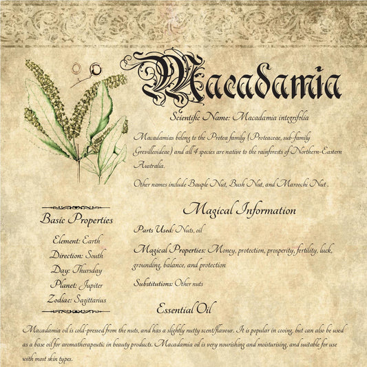 Antique-style grimoire page on the properties of Macadamia, with an aged paper background and script font