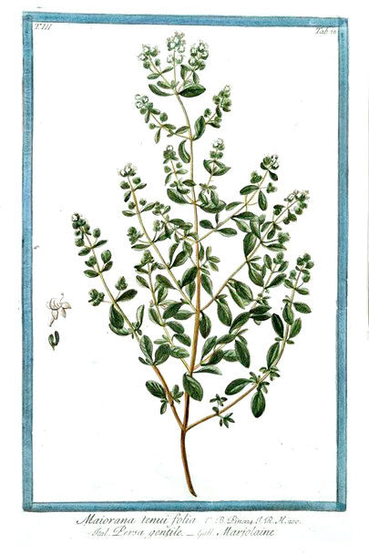 Marjoram botanical illustration