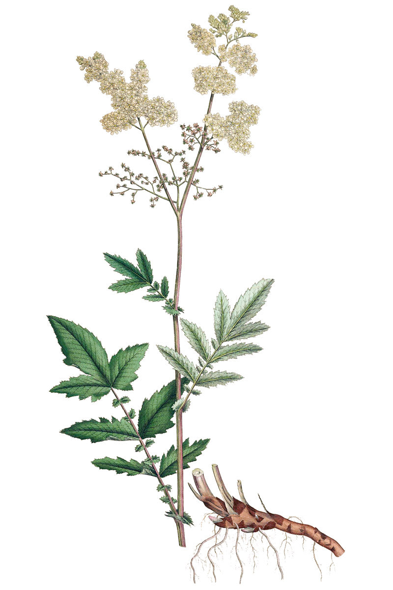 Meadowsweet botanical illustration