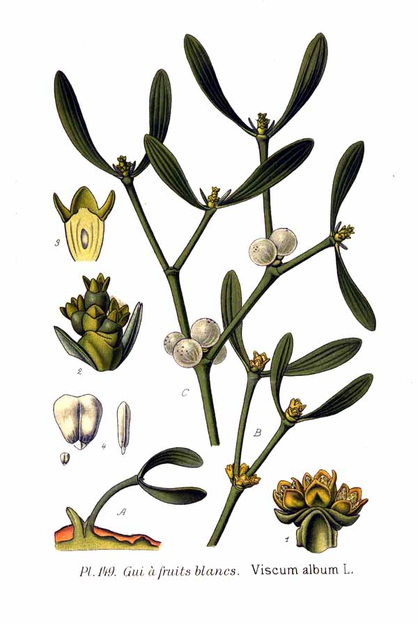 Mistletoe botanical illustration