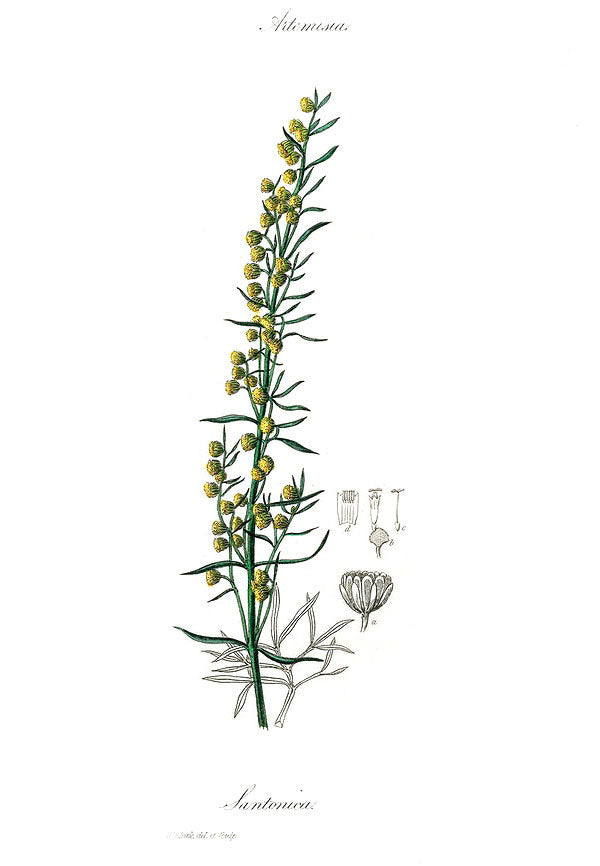 Mugwort botanical illustration
