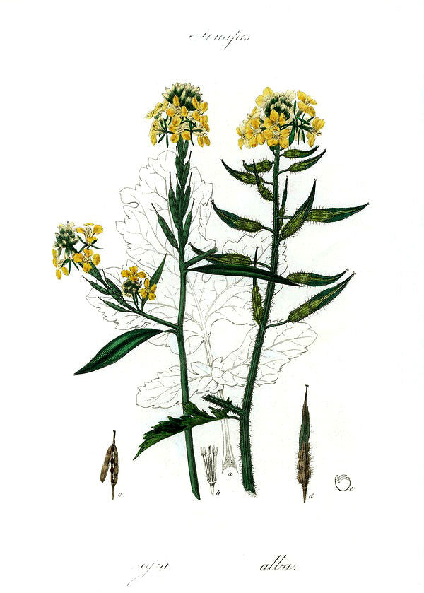 Mustard botanical illustration