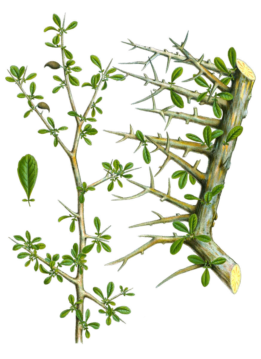Myrrh botanical illustration