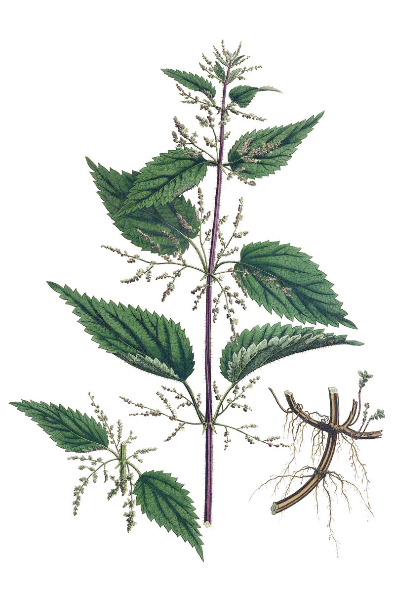 Nettle botanical illustration