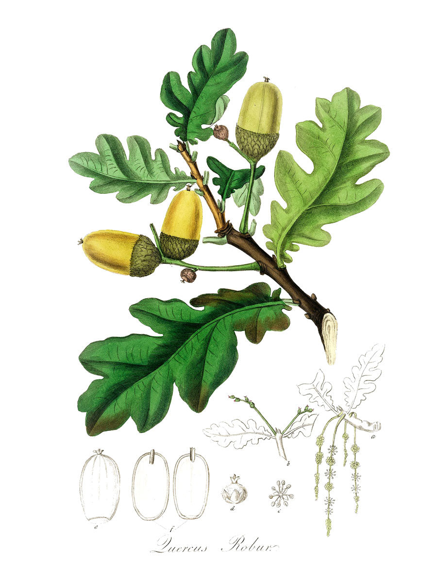 Oak botanical illustration