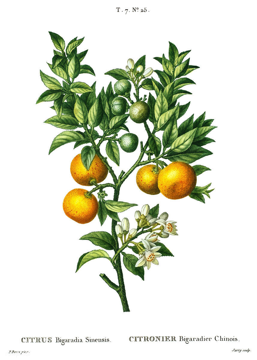 Orange botanical illustration