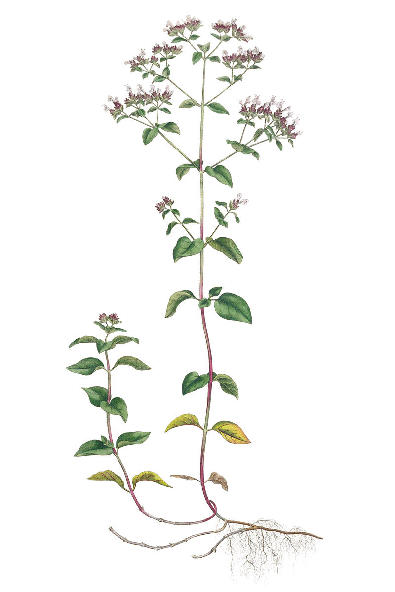 Oregano botanical illustration