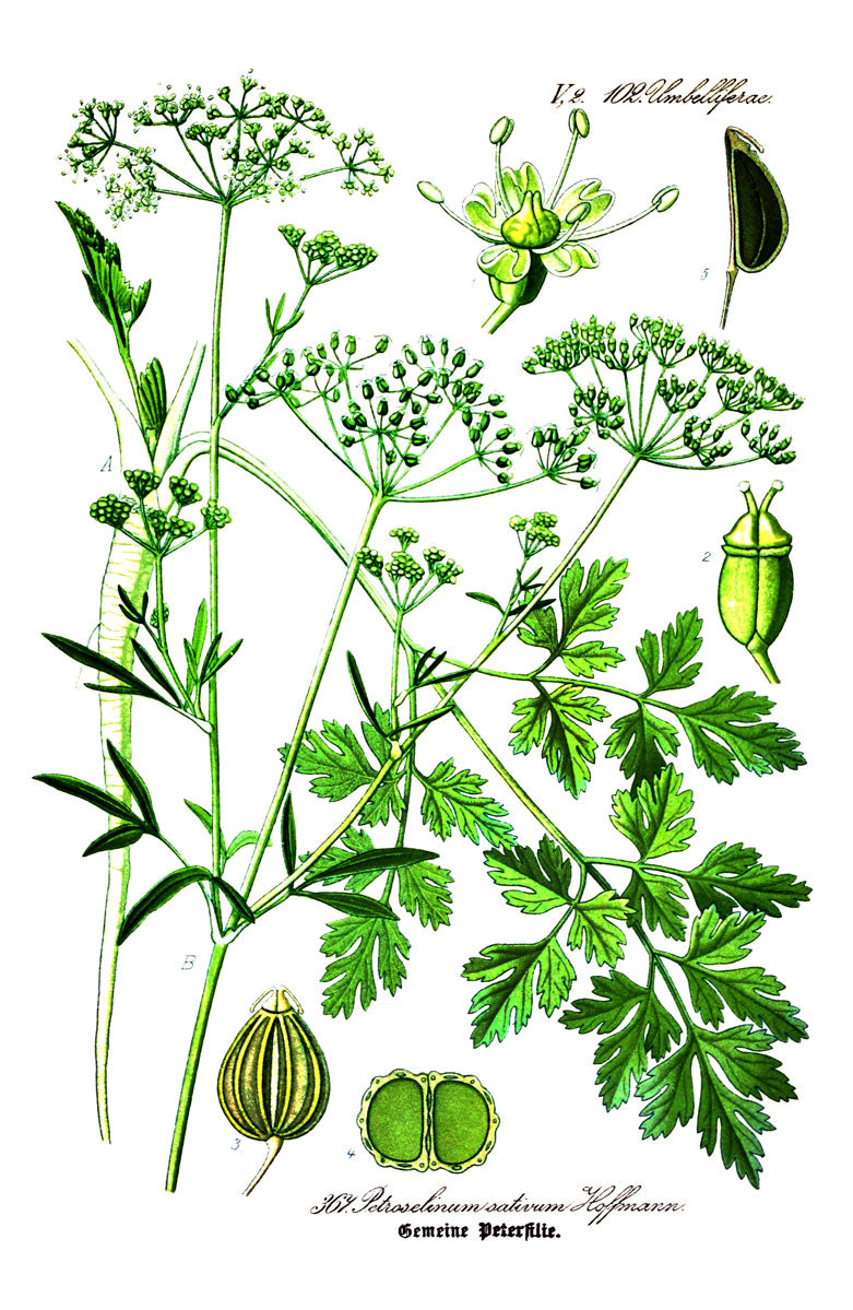 Parsley botanical illustration