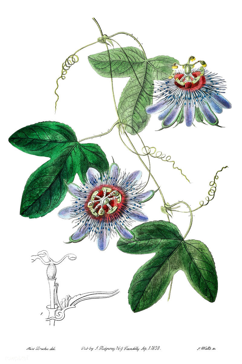 Passionflower botanical illustration