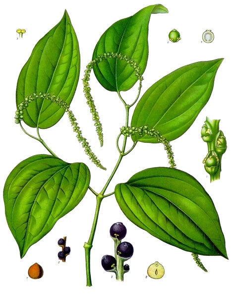 Pepper botanical illustration