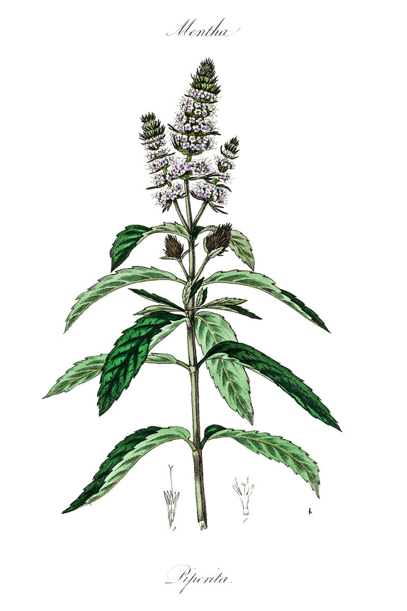 Peppermint botanical illustration