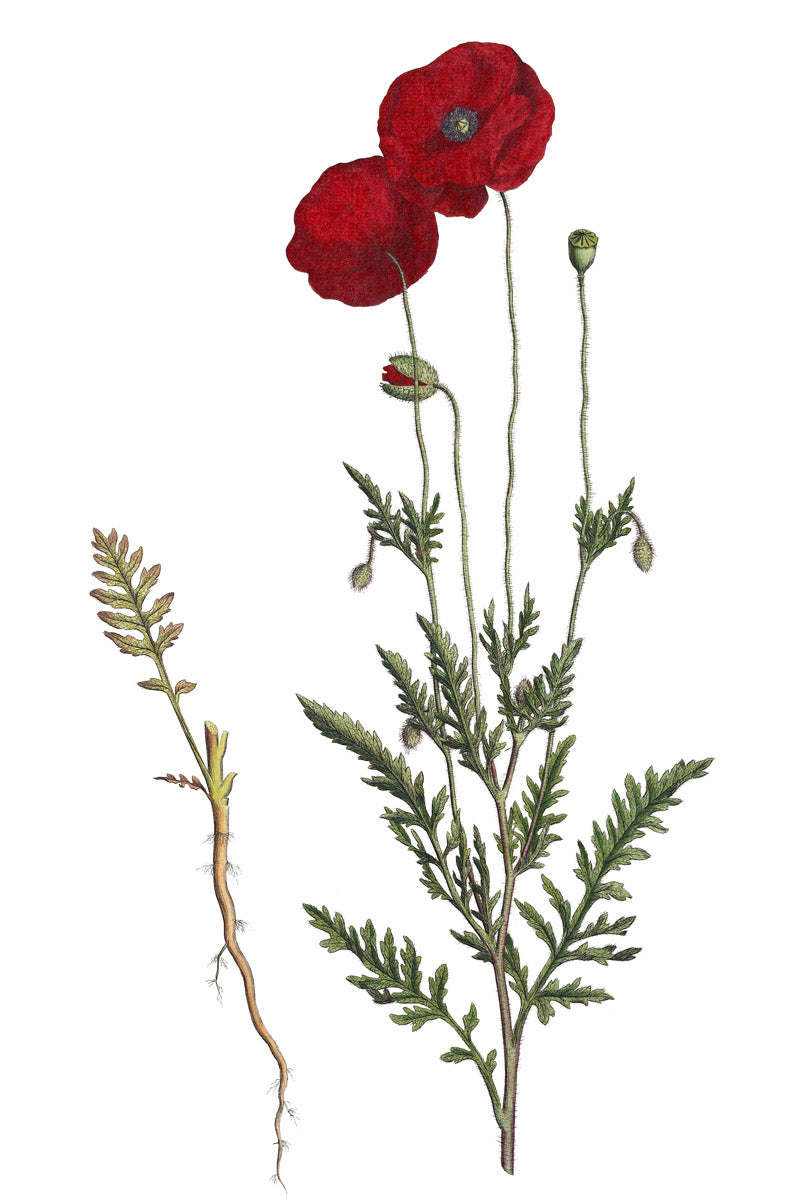 Poppy botanical illustration