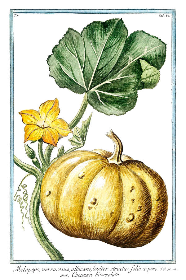 Pumpkin botanical illustration