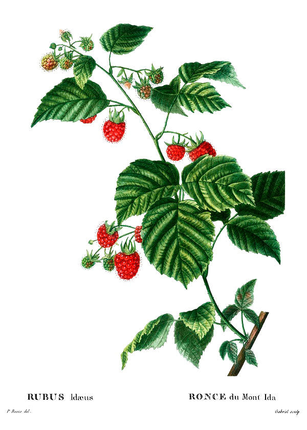 Red raspberry botanical illustration