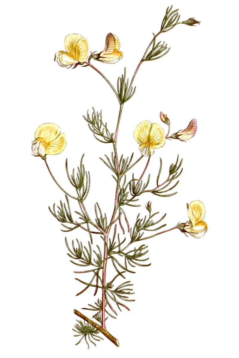 Rooibos botanical illustration