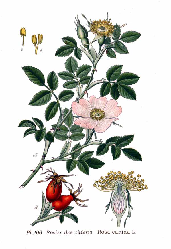 Dog rose botanical illustration