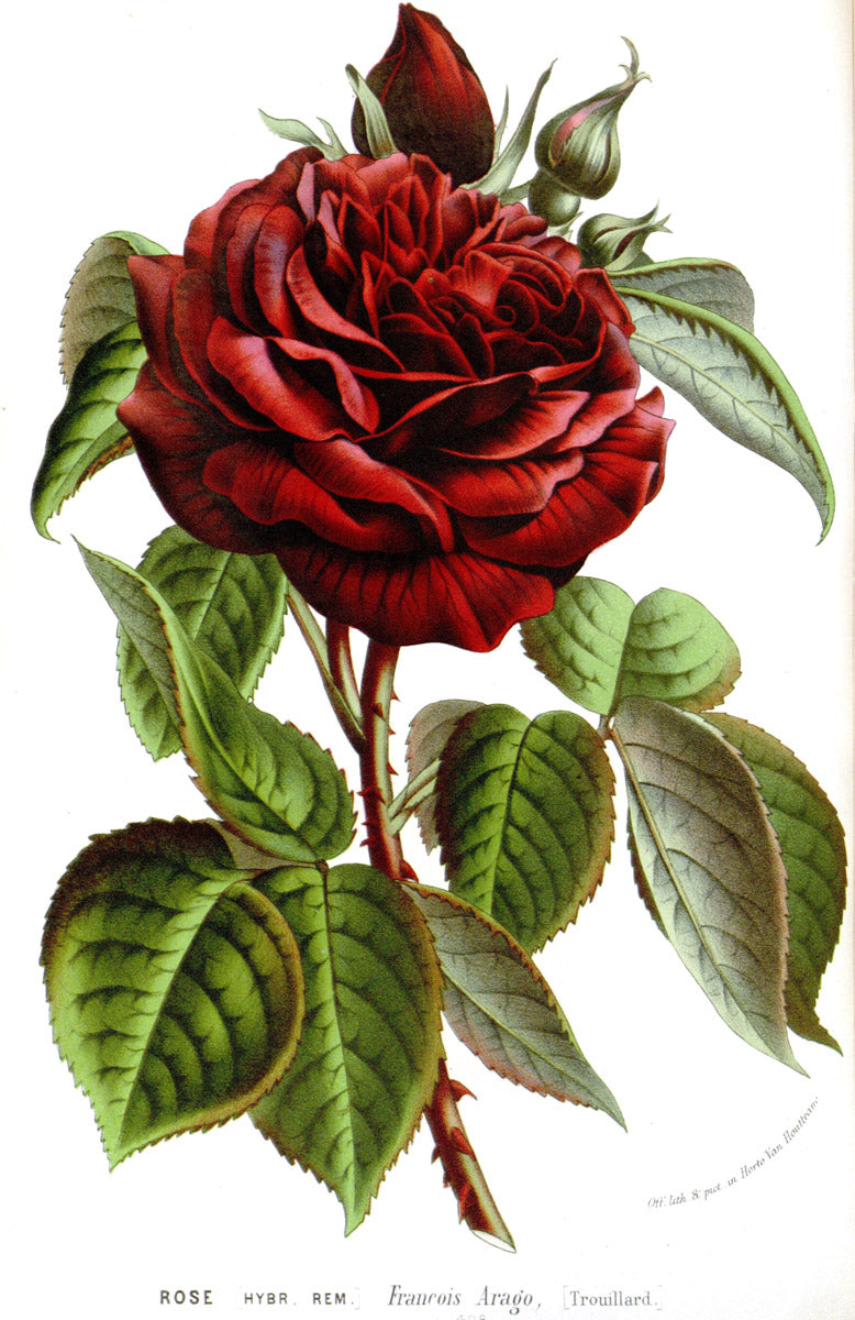 Red rose botanical illustration
