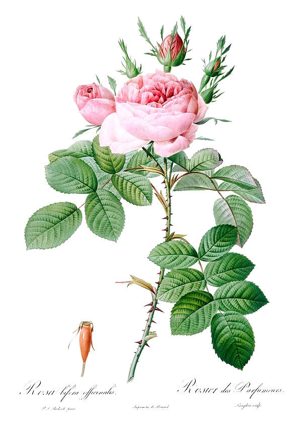 Pink rose botanical illustration