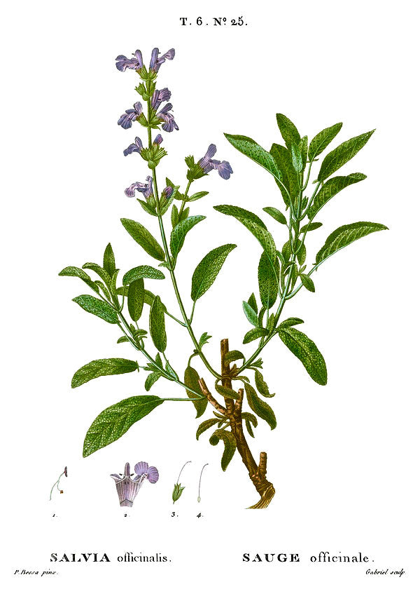 Sage botanical illustration