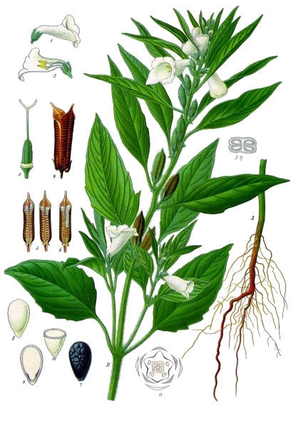 Sesame botanical illustration
