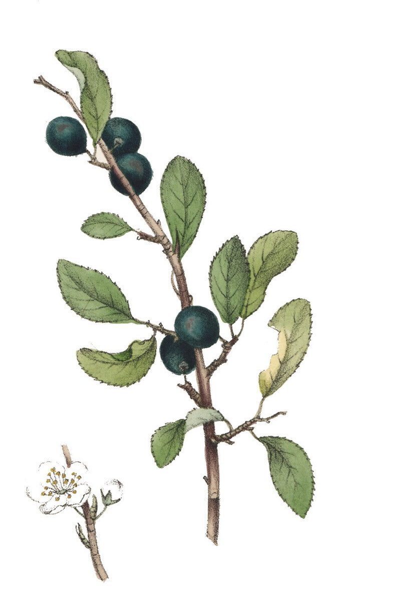 Sloe (Blackthorn) botanical illustration