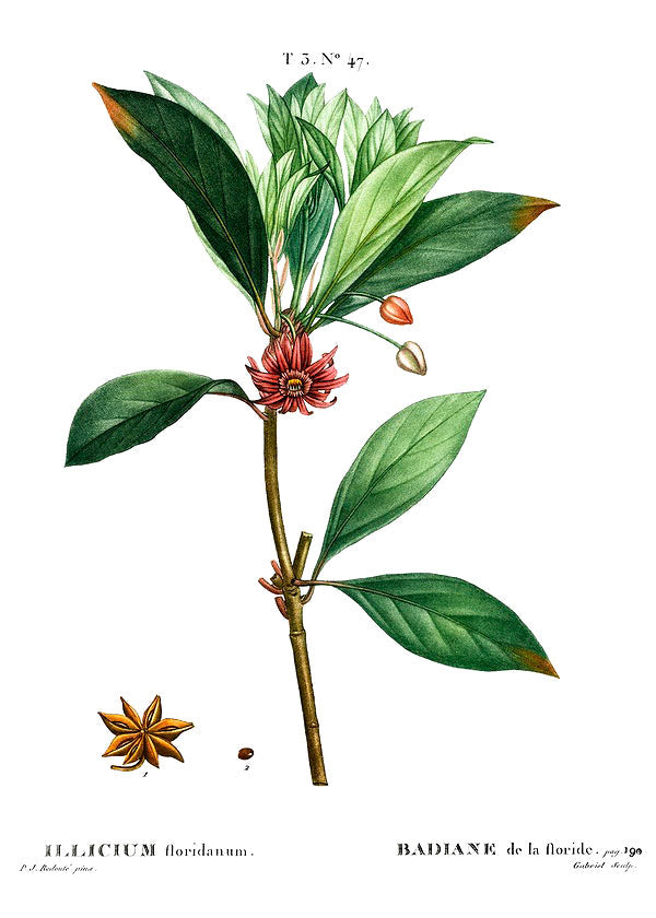 Star anise botanical illustration