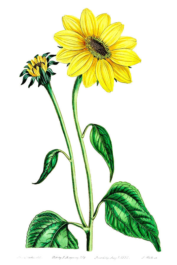 Sunflower botanical illustration