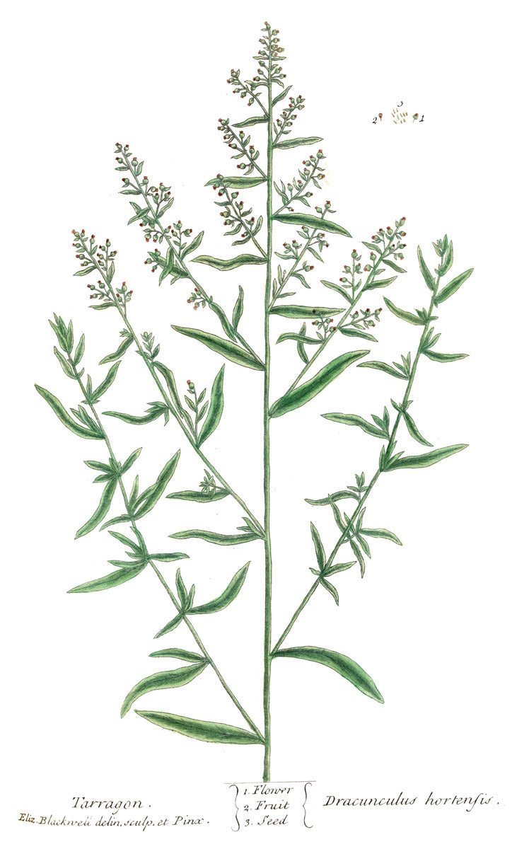 Tarragon botanical illustration