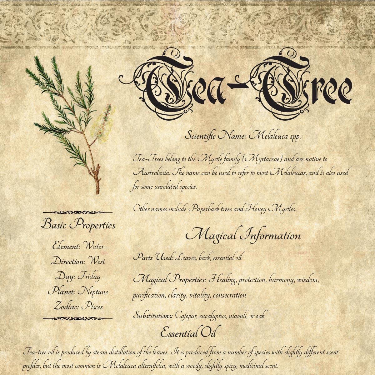 Antique-style grimoire page on the properties of Tea-Tree, with an aged paper background and script font