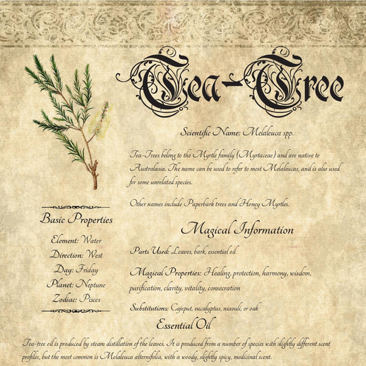 Antique-style grimoire page on the properties of Tea-Tree, with an aged paper background and script font
