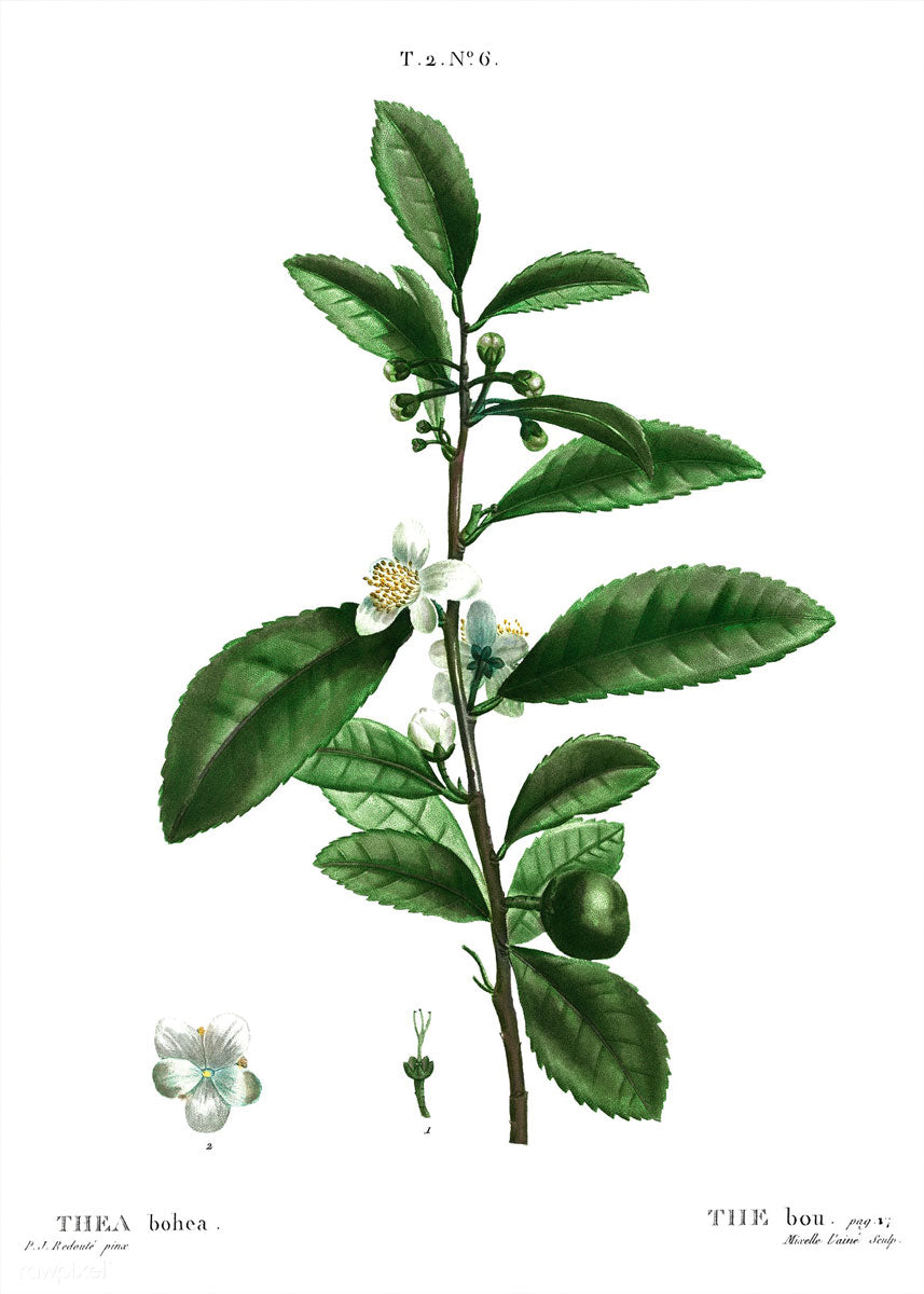 Tea botanical illustration