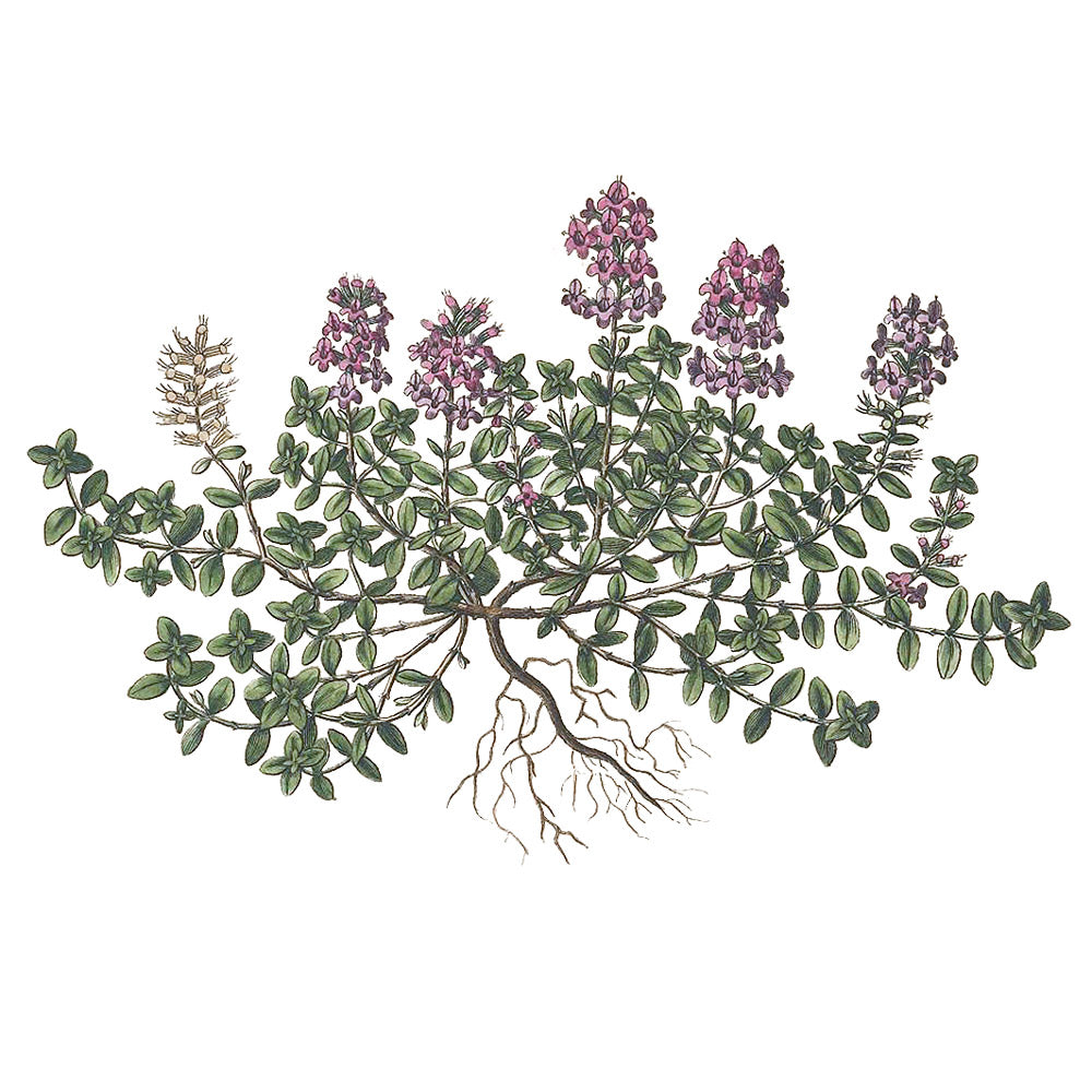 Thyme botanical illustration