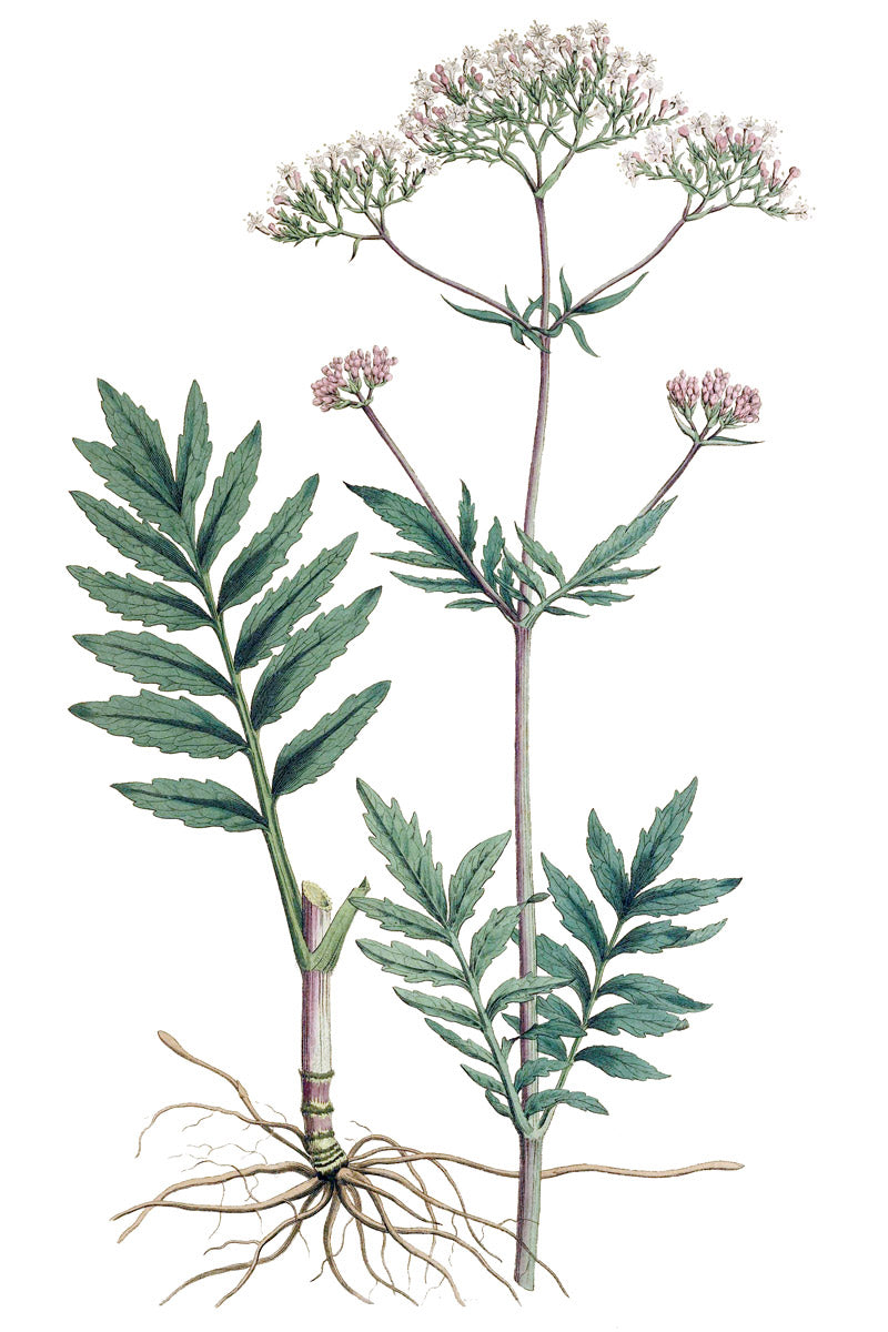 Valerian botanical illustration