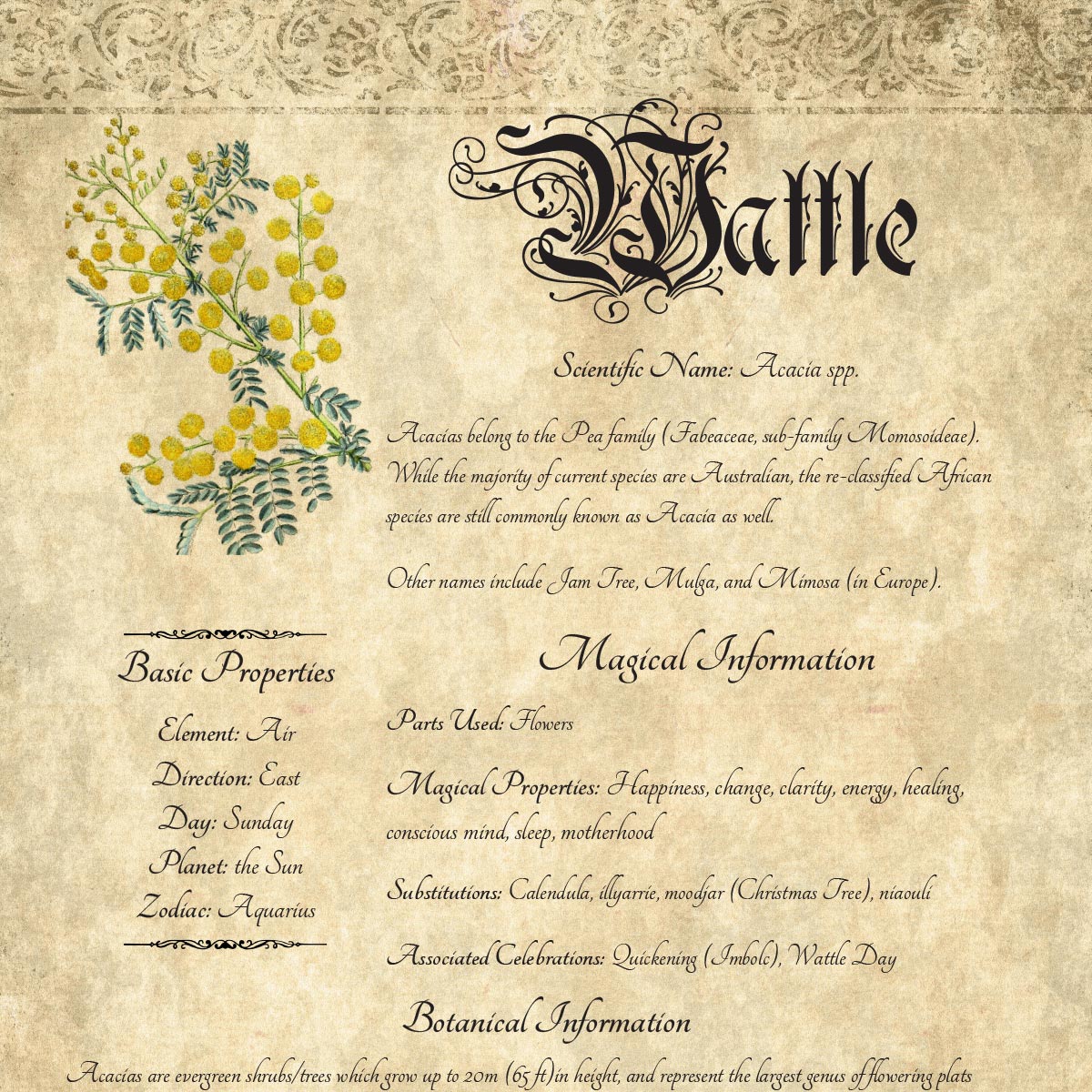 Antique-style grimoire page on the properties of Wattle, with an aged paper background and script font