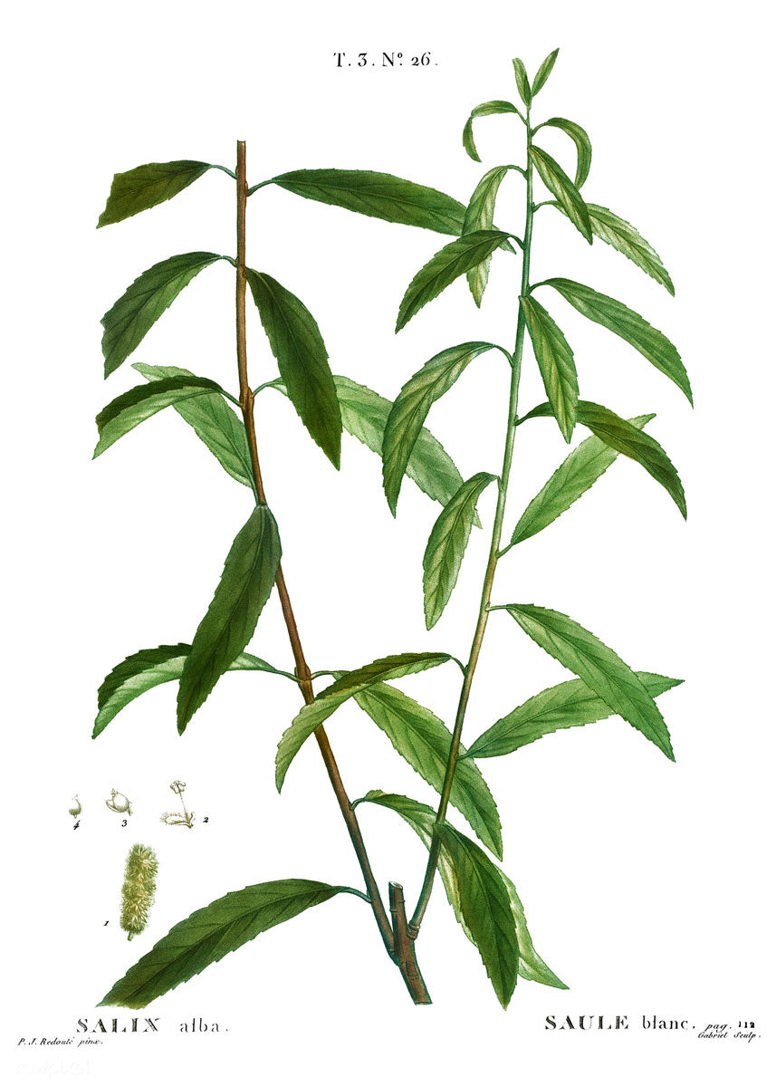 White willow botanical illustration