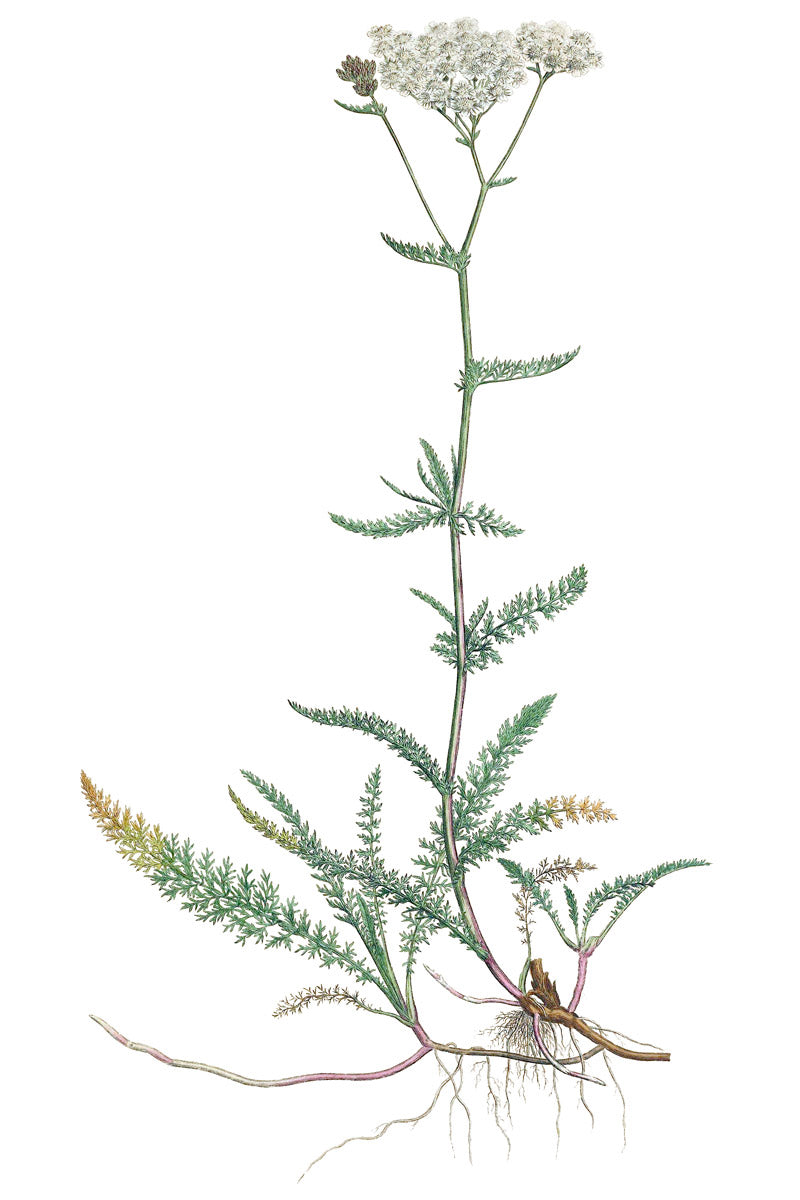 Yarrow botanical illustration