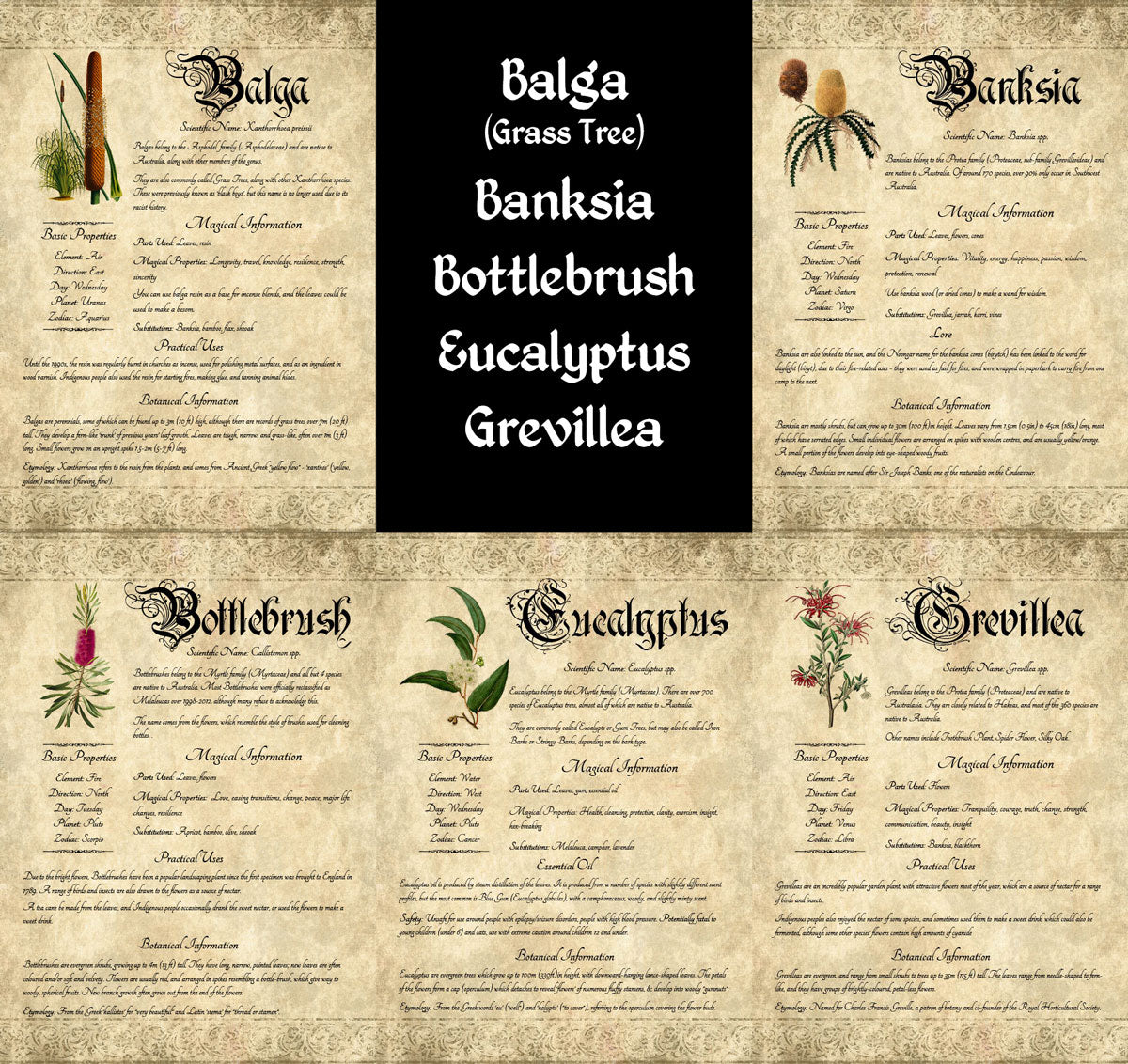 Collage of antique-style grimoire pages; text lists "Balga (Grass tree), Banksia, Bottlebrush, Eucalyptus, Grevillea"