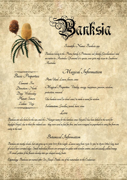 Antique-style grimoire page on the properties of Banksia, with an aged paper background and script font