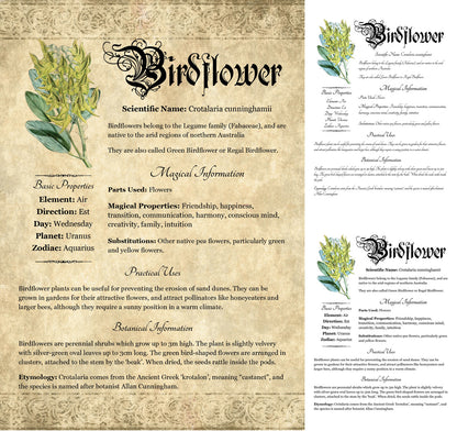 Collage of 3 versions of the Birdflower grimoire page: with a readable/serif vs script font + with/without background