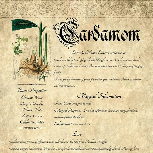 Herbal Grimoire Page: Cardamom