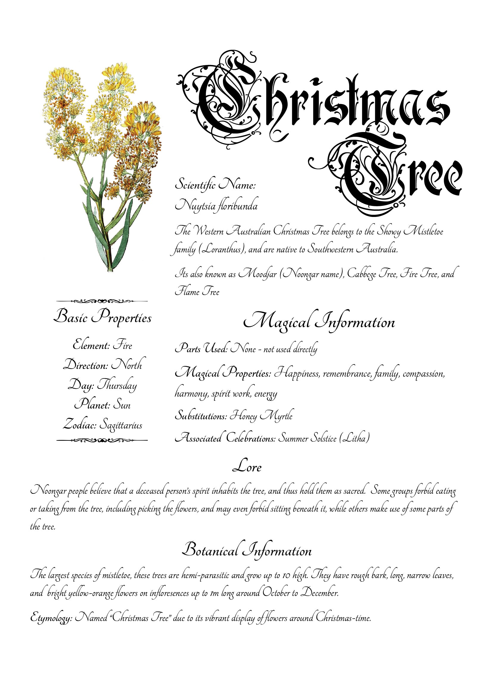 Antique-style grimoire page on the properties of Christmas Tree, with a white background and script font