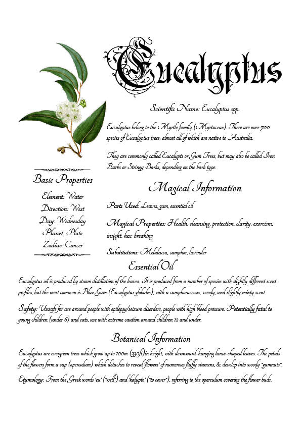 Antique-style grimoire page on the properties of Eucalyptus, with a white background and script font